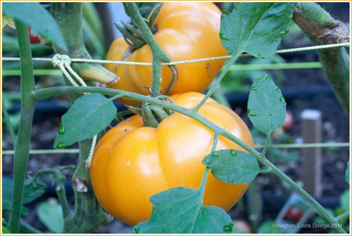 Heirloom Tomato Seeds -Organic Non-GMO Yellow Brandywine Beefstake Tomato - Caribbeangardenseed