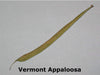Heirloom Vermont Appaloosa Bean Seed (Phaseolus Vulgaris)snap bean,dried ,shelled Bush/Dry. - Caribbeangardenseed