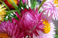 Helichrysum bracteatum (Strawflower- Bright Rose) Wildflower Seeds- Re-Seeds Itself. - Caribbeangardenseed