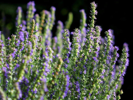 HERB,Hyssop, Official (Hyssopus officinalis),Perennial native to the Mediterranean - Caribbeangardenseed