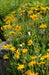 Arnica Seeds a.K.a Mountain Tobacco, Perennial herb plant - Caribbeangardenseed