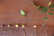 Bay Leaf Plant Seed ,PERENNIAL HERBS - Caribbeangardenseed