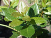 Bay Leaf LIVE Plant - Caribbeangardenseed
