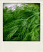 Herb Seeds -Bouquet Dill.Early to flower with large seed heads. - Caribbeangardenseed