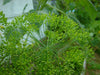 Herb Seeds -Bouquet Dill.Early to flower with large seed heads. - Caribbeangardenseed