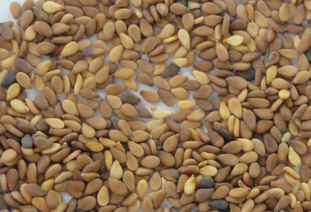 Brown Sesame seeds,Afghan Sesame - Caribbeangardenseed