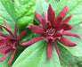 Carolina Allspice Seeds,flowers have a beautiful mild spicy fragrance. - Caribbeangardenseed