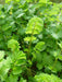 Salad Burnet ,Herb Seeds - Caribbeangardenseed