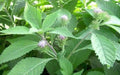 Purple Flebame Seeds,Kalijiri (seed) Indian Herb,Ironweed - Caribbeangardenseed