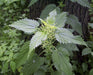 STINGING NETTLE Seeds, Flower/vegetable /Herb Seeds,Perennial - Caribbeangardenseed