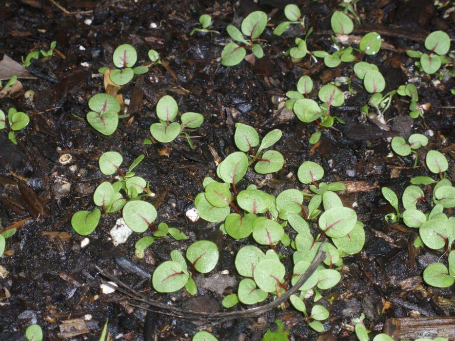 Red Veined Sorrel (Rumex Acetosa) Herb Seeds - Caribbeangardenseed