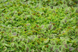 Red Veined Sorrel (Rumex Acetosa) Herb Seeds - Caribbeangardenseed