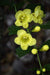 Dasistoma Macrophylla- Mullein Foxglove Seeds. Excellent summer annuals. - Caribbeangardenseed