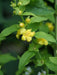 Dasistoma Macrophylla- Mullein Foxglove Seeds. Excellent summer annuals. - Caribbeangardenseed
