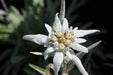 Edelweiss FLOWERS Seed, WINTER HARDY PERENNIAL - Caribbeangardenseed