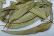 Dried Eucalyptus leaves ,VERSATILE HERB - Caribbeangardenseed