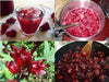 Jamaican Sorrel ,Indian Roselle,( LIVE PLANTS ) CARIBBEAN PRODUCT - Caribbeangardenseed
