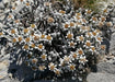 New Zealand Edelweiss, South Island Edelweiss, grandiceps flowers seeds ,rock garden, perennial - Caribbeangardenseed