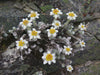 New Zealand Edelweiss, South Island Edelweiss, grandiceps flowers seeds ,rock garden, perennial - Caribbeangardenseed