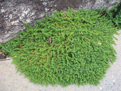 Herniaria Glabra Seeds - GREEN CARPET a.K.a Burstwort, Ground-Cover - Caribbeangardenseed