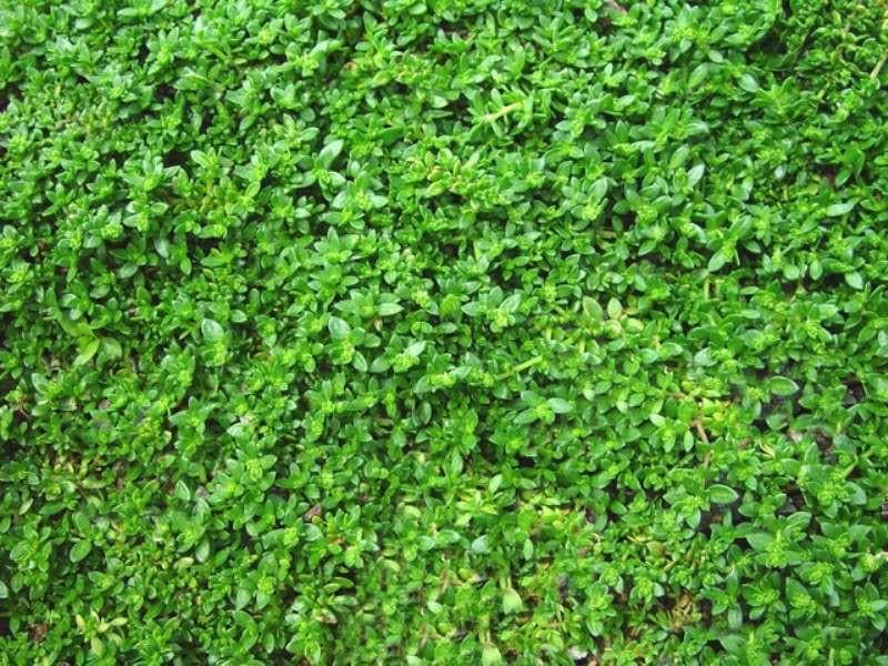 Herniaria Glabra Seeds - GREEN CARPET- Ground-Cover,Grow in poor soil and gravel ! ! - Caribbeangardenseed