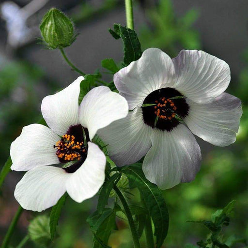Hibiscus Simply Love (Hibiscus Trionum Simply Love) Easy To Grow ! - Caribbeangardenseed