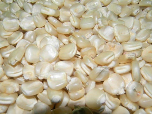 Hickory King White Corn Seeds - Heirloom - Caribbeangardenseed