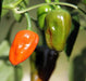 Hinkelhatz Pepper SEEDS (Capsicum annuum) From Pennsylvania - Caribbeangardenseed
