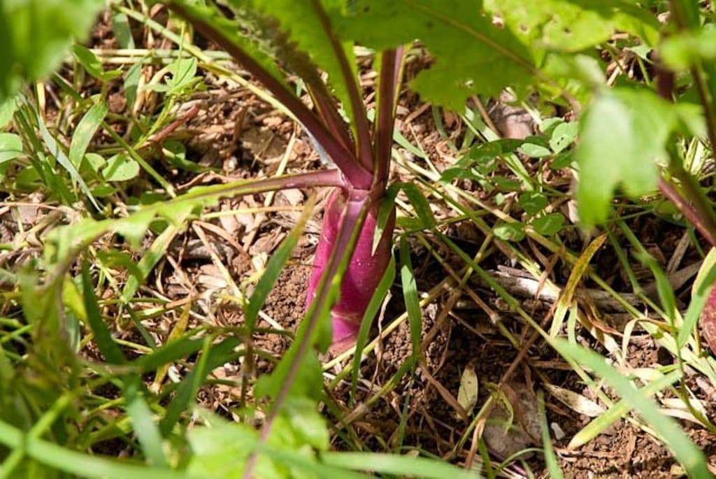 Hinona Kabu Turnip Seeds,(Brassica rapa var rapifera) Asian Vegetable - Caribbeangardenseed
