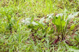 Hinona Kabu Turnip Seeds,(Brassica rapa var rapifera) Asian Vegetable - Caribbeangardenseed