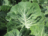 Portuguese Kale Seeds (Couve tronchuda) Portuguese Cabbage - Caribbeangardenseed