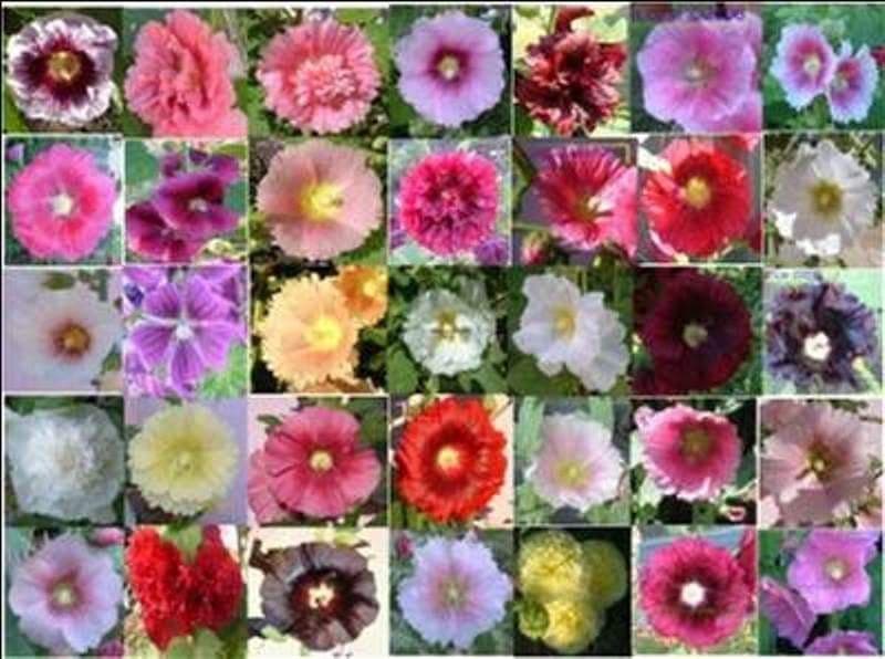 Hollyhock Seeds - Indian Spring Mix - Alcea Rosea , Great For Fence, wall or Back border- Very Tall - Caribbeangardenseed