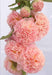 Hollyhock seeds - SALMON QUEEN - Double flowers, - Caribbeangardenseed