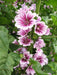 French Hollyhock FLOWERS SEEDS -Zebrina (Malva Sylvestris ) - Caribbeangardenseed