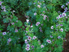 French Hollyhock FLOWERS SEEDS -Zebrina (Malva Sylvestris ) - Caribbeangardenseed