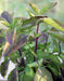 Holy basil Seeds, Red Leaf Tulsi (Ocimum sanctum) Asian Vegetable - Caribbeangardenseed