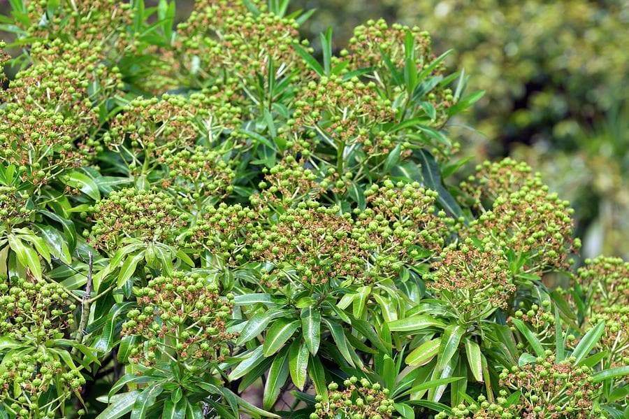 Canary spurge or honey spurge Seeds (Euphorbia mellifera) Perennial Flowers - Caribbeangardenseed