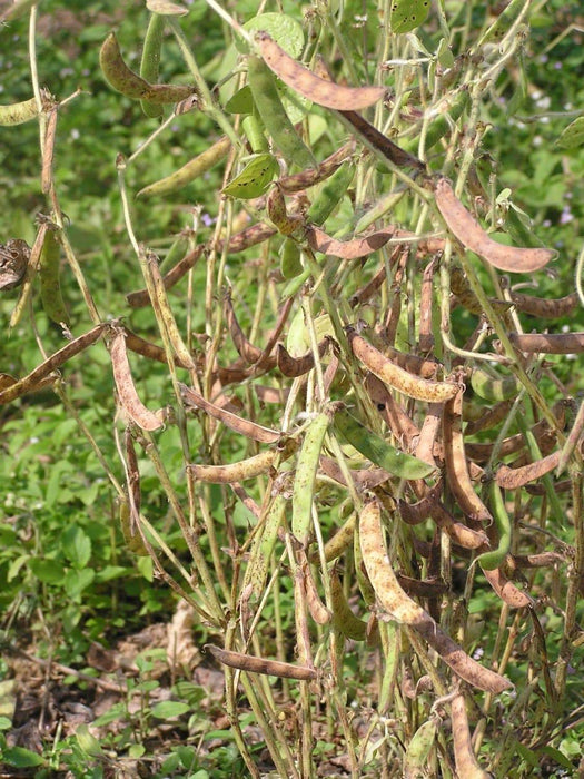 Horse gram BUSH Bean, seeds, (Indian name: Kulthi) Macrotyloma uniflorum, - Caribbeangardenseed