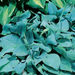 Blue angel hosta (Bareroot PLANT) Perennial - Caribbeangardenseed