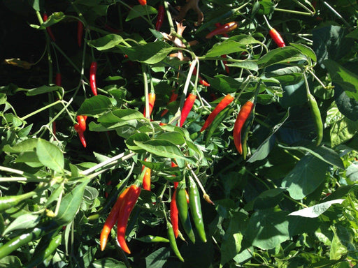 AFGHAN pepper seeds- hot Red Chilli,Capsicum Annuum from Afghanistan. - Caribbeangardenseed