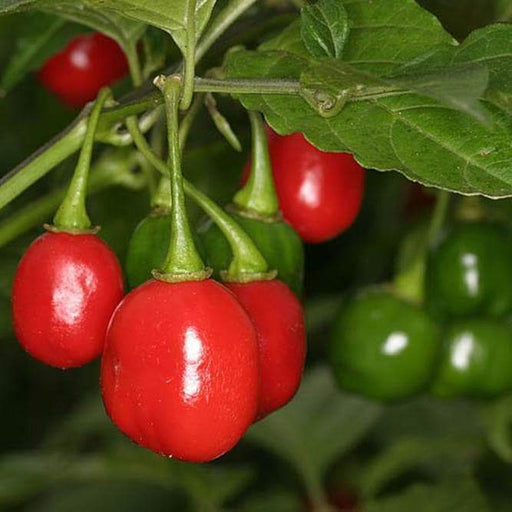 Aji Cochabamba Hot Chili ,Pepper Seeds, Capsicum chinense - Caribbeangardenseed