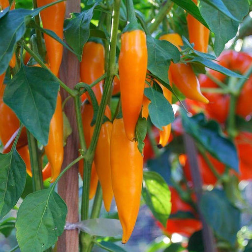 Bulgarian Carrot Pepper Seeds - Capsicum annuum, HOT Chili - Caribbeangardenseed