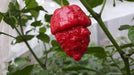 APOCALYPSE Scorpion Pepper Seeds - (Capsicum chinense) Super hot - Caribbeangardenseed