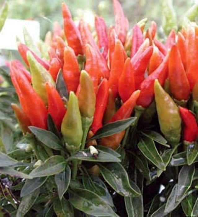 Candlelight' HOT Pepper Seeds (Capsicum annuum) - Caribbeangardenseed