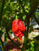 APOCALYPSE Scorpion Pepper Seeds - (Capsicum chinense) Super hot - Caribbeangardenseed