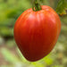 Hungarian Heart Tomato Seeds ( Lycopersicon lycopersicum) Open Pollinated ,Heirloom, Organic ! Super Sweet - Caribbeangardenseed
