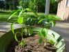 Yellow Hungarian Wax,Hot Pepper Seeds, Capsicum annuum ,Heirloom - Caribbeangardenseed