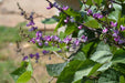 Dolichos lablab Bean Seeds, - Purple flowers and pods. - Caribbeangardenseed