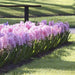 Hyacinth Bulb "Fondant",Cotton candy pink Flowers,Fragrant,NOW SHIPPING ! - Caribbeangardenseed