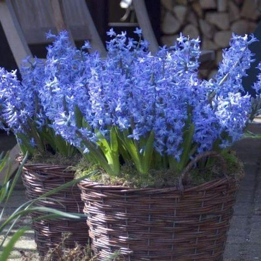 Hyacinth Bulb "Shades of Blue",beautiful blue Flowers,Fragrant - Caribbeangardenseed